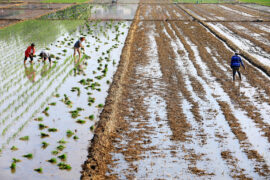 Villagers transplant and water rice fields in Huai'an City, Jiangsu Province.