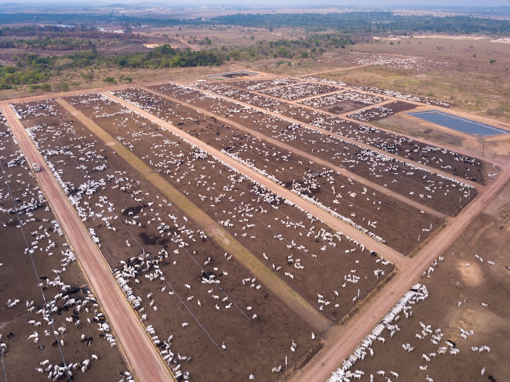 Aerial drone view of many cattle grazing on a cattle farm in Amazon, Para, Brazil. Credit: Paralaxis / Alamy Stock Photo