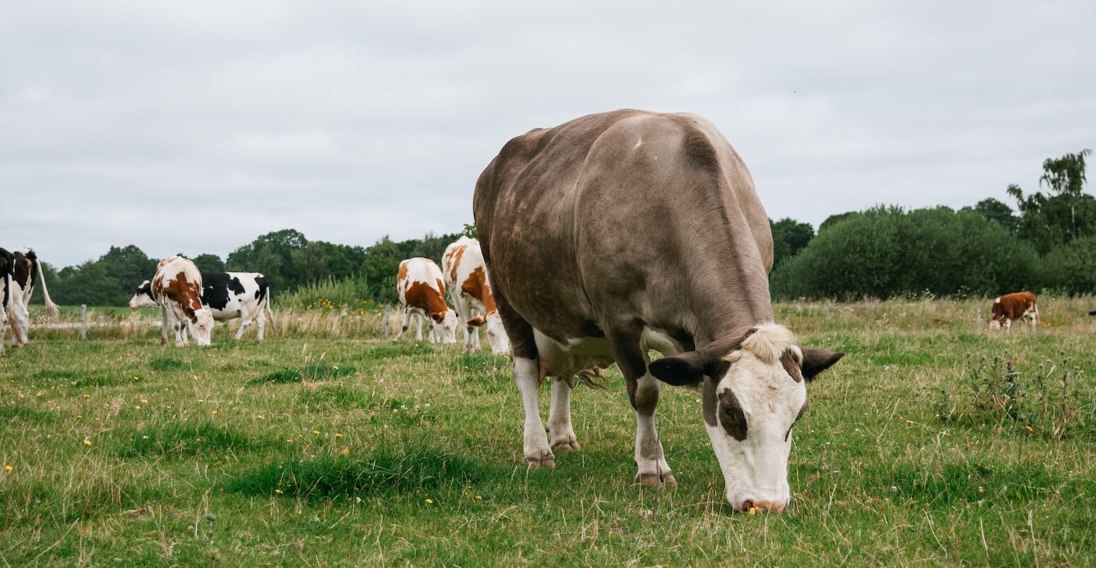 A herd of Danish cows grazing on a pasture.