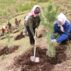 Tree planting on China's border with Mongolia.