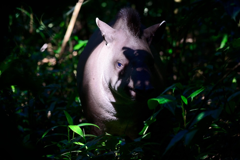 A lowland tapir in the Amazon jungle in Bolivia’s Beni district.