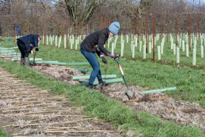 Volunteers at a tree planting event in the UK.