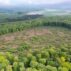 Aerial view of a forest in France.