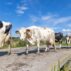 A herd of cows, Netherlands.