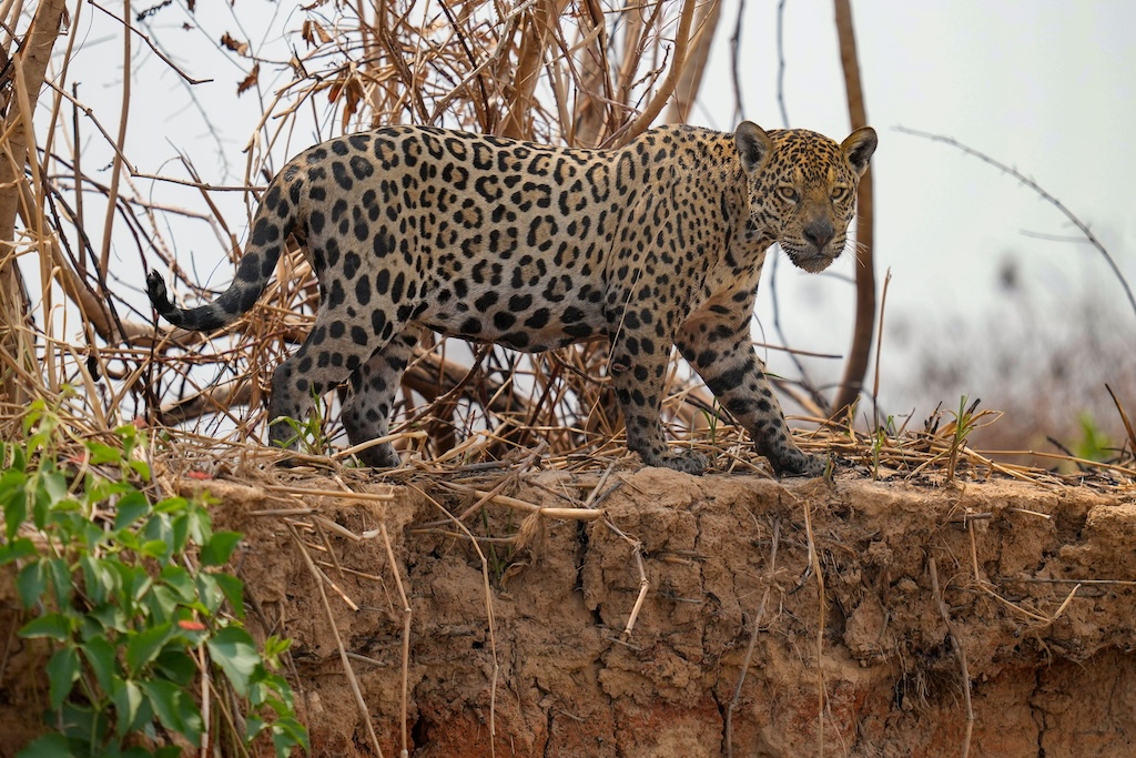 A jaguar in an area scorched by wildfires at the Encontro das Aguas park in the Pantanal wetlands in Mato Grosso, Brazil on 17 November 2023.