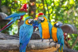 Group of colourful macaws.