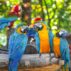 Group of colourful macaws.