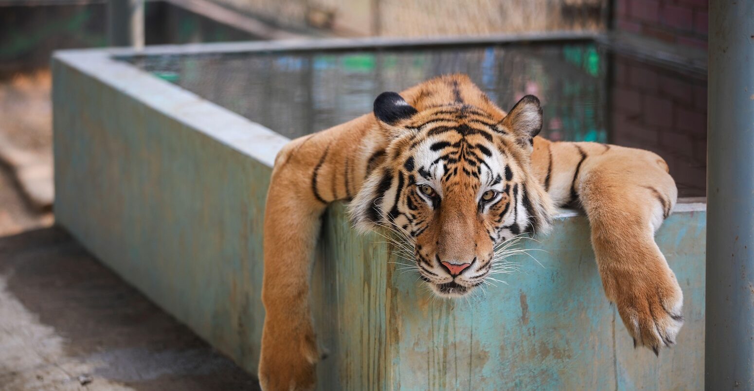 A tiger at the Chattogram Zoo in Bangladesh finds some respite from the searing heat in Bangladesh.