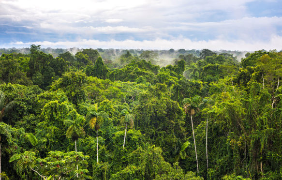 Amazon Rainforest at Sacha Lodge, Coca, Ecuador, South America.