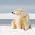 Polar bear in Barter Island, Alaska, US.