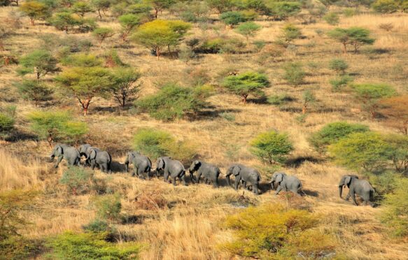 Elephants in the Savanna, South Sudan.