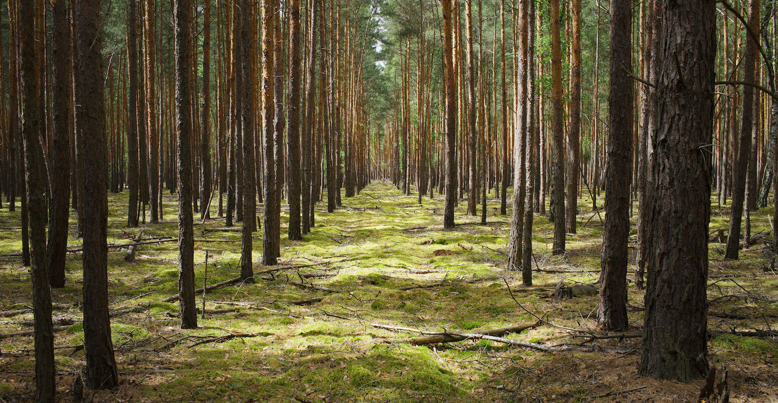 Geometrically arranged trees in a forest in Prieros, Germany.