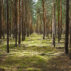 Geometrically arranged trees in a forest in Prieros, Germany.