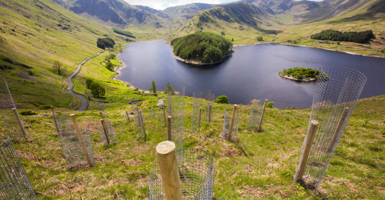 Tree planting at Haweswater, Lake District, UK