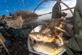 Fisherman harvests carp for Christmas market in Czech Republic.