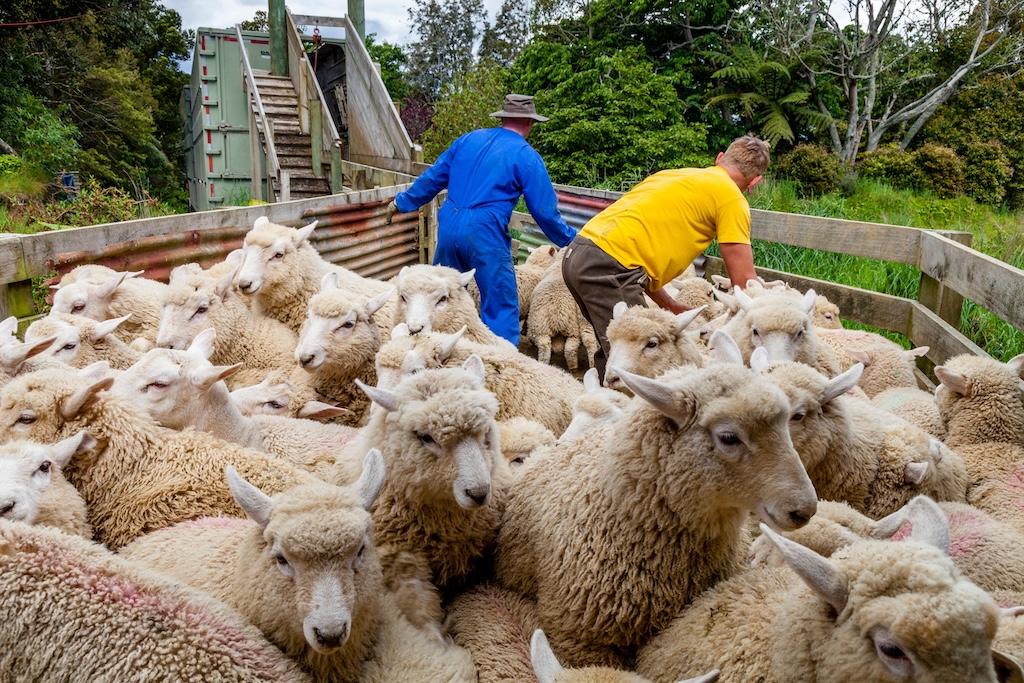 Sheep being loaded onto a lorry in Pukekohe, New Zealand. 