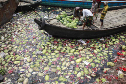 People throw the rotted watermelon in the Buriganga River, Dhaka, Bangladesh. Image ID: FX9939