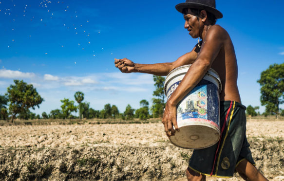 Prasat Bakong, Siem Reap, Cambodia. 2nd June, 2016. LERN, who has been farming all his life, plants rice in his fields near Seam Reap. Cambodia is in the second year of a record shattering drought, brought on by climate change and the El NiA±o weather pattern. Lern said this is driest he has ever seen his fields. He said he is planting because he has no choice but if they rainy season doesn't come, or if it's like last year's very short rainy season he will lose his crops.