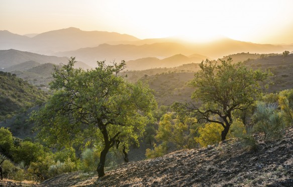 Andalusian landscape near Alora, Spain