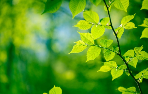 Green Leaves