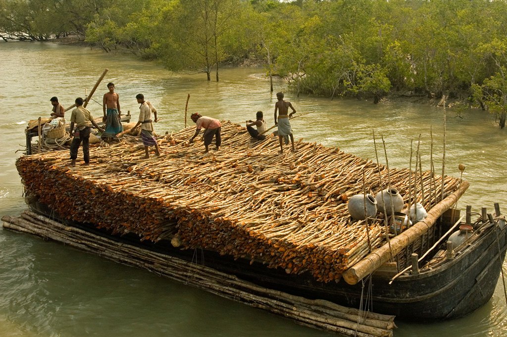 Illegal deforestation of mangroves in the Sunderbans Unesco Heritage Site in Bangladesh