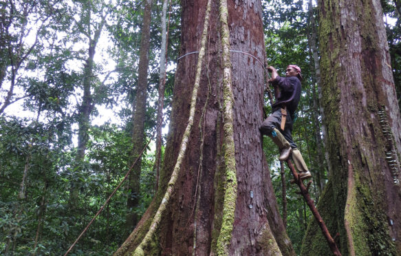 Measuring trees in Borneo.