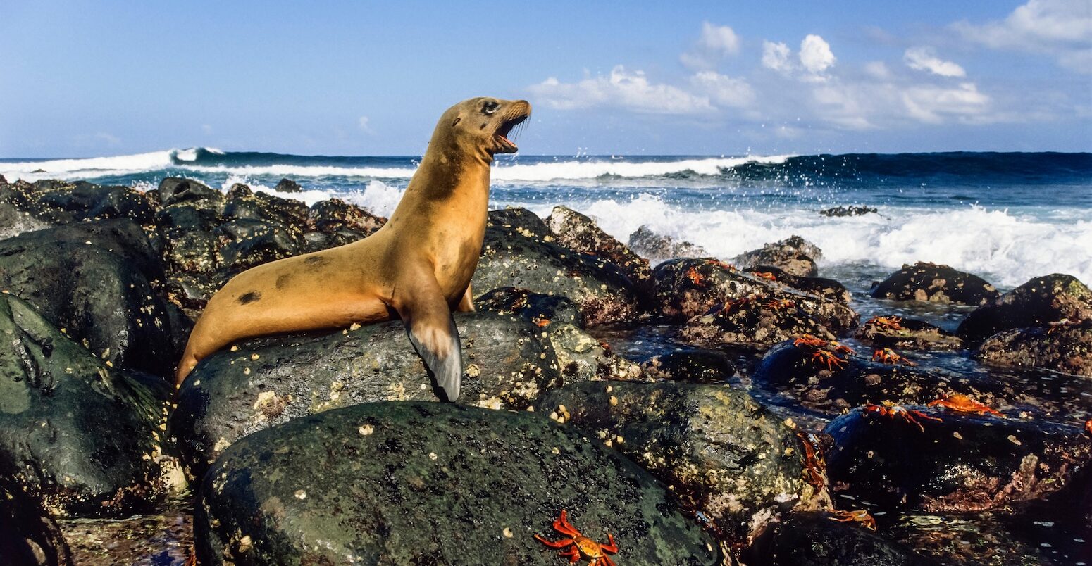 An endangered Galapagos sea lion on a beach in Ecuador’s Galapagos islands.