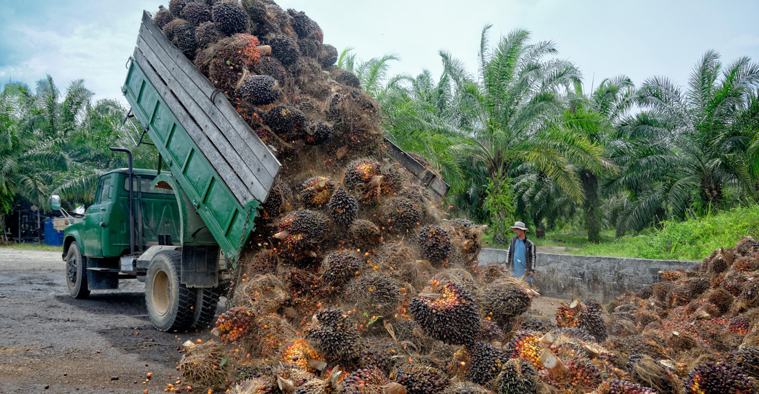 Plantation worker watches as a truck unloads freshly harvested oil palm fruit bunches at a collection point in Borneo