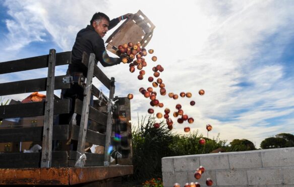 Rotted fruit dumped into a composter in Ontario, California in 2018. Image ID: R9FM98.