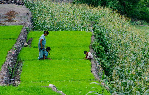 A woman with her grandchildren in a field at Shivpuri, Uttarakhand.