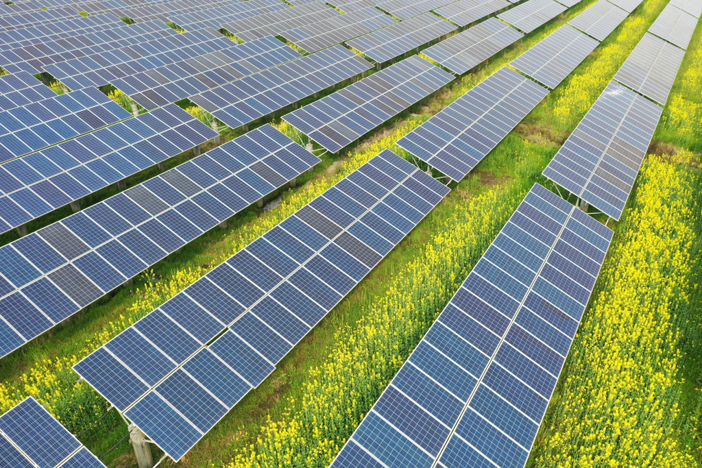 Solar farm in rapeseed field in Yueqing, Chinas Zhejiang province