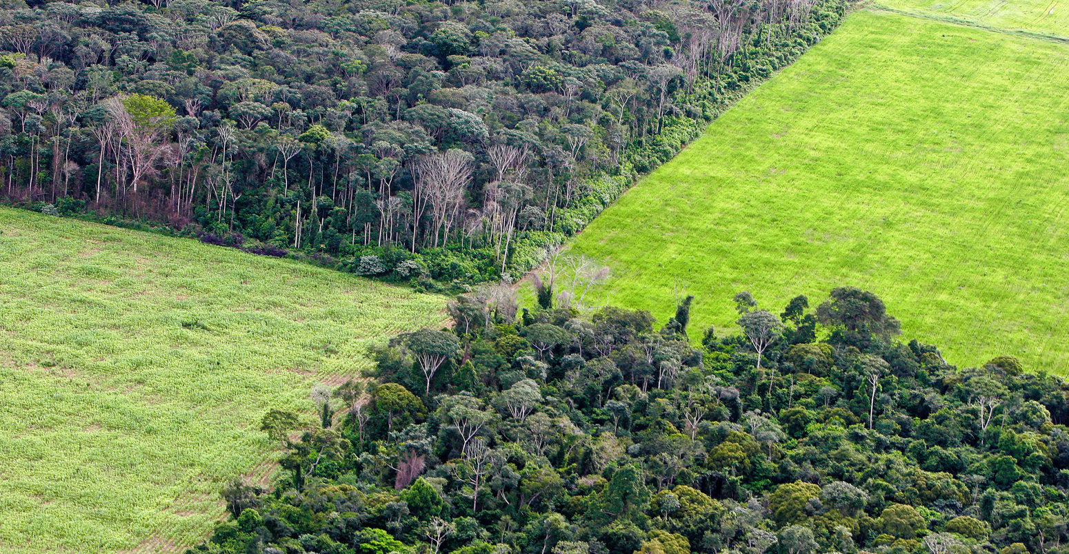 Soy plantation in Amazon rain forest, Brazil