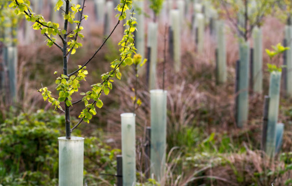 Spring leaf growth on young Birch trees growing in forestry plantation North Yorkshire Moors.