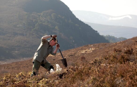 Man plants a tree in Abernethy Forest, Scotland.