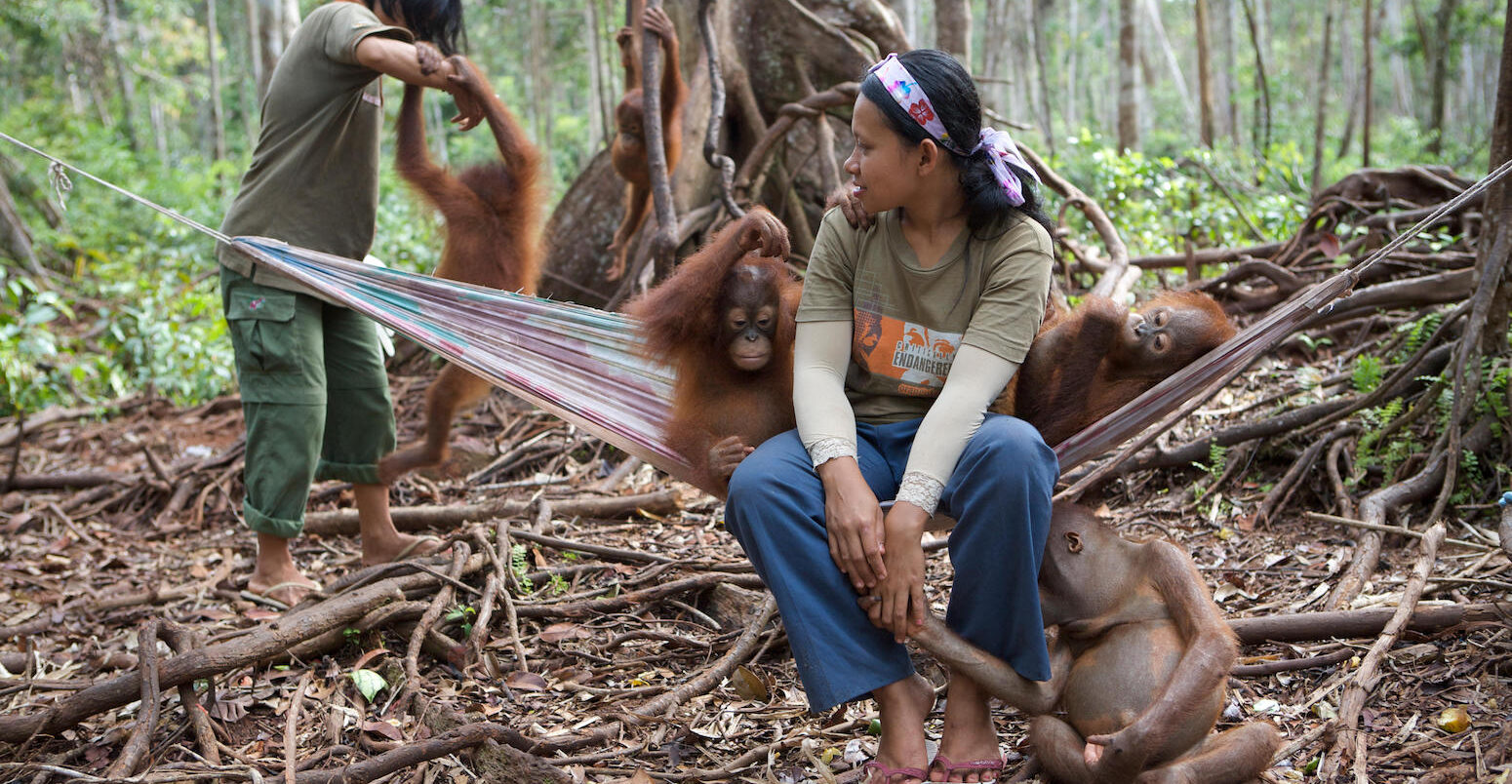 Orangutan orphan juveniles mingle with a carers in a forest in Borneo, Indonesia.