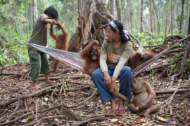 Orangutan orphan juveniles mingle with a carers in a forest in Borneo, Indonesia.