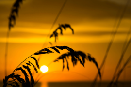 Sea oats and grass at the beach at sunset